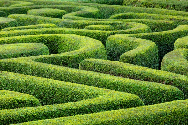 Hedge maze